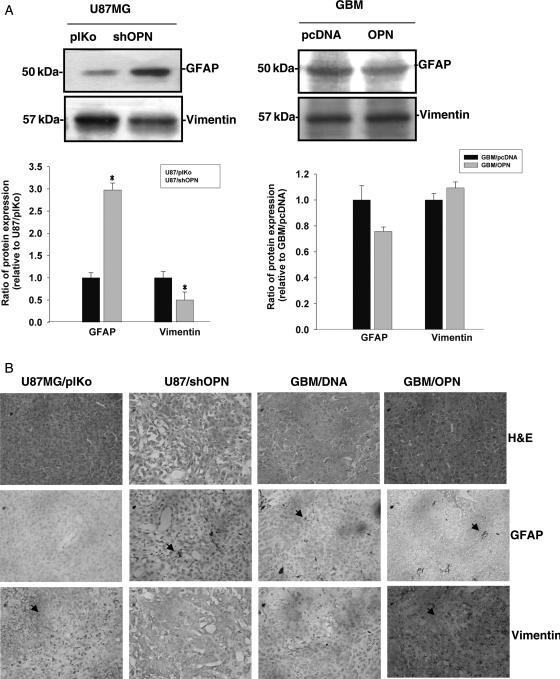 https://cdn.ncbi.nlm.nih.gov/pmc/blobs/0c6f/2940564/ebde3645cb17/nop01305.jpg