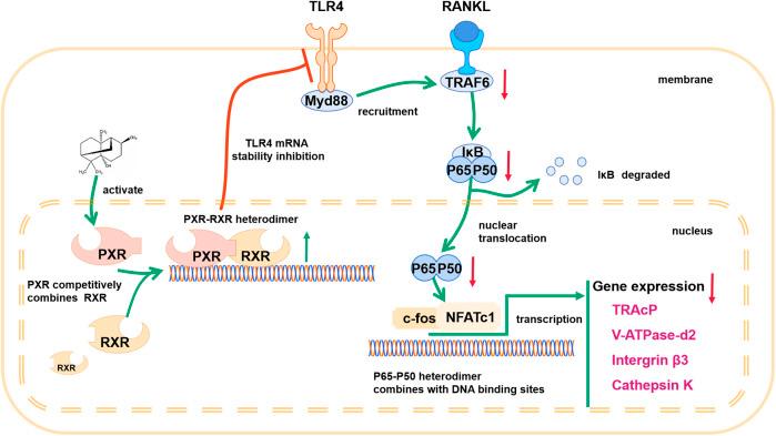 https://cdn.ncbi.nlm.nih.gov/pmc/blobs/0c76/8227438/1f402f57ef59/fphar-12-684976-g009.jpg