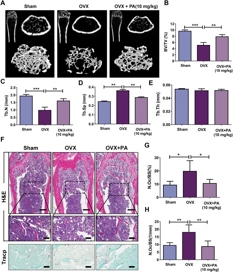 https://cdn.ncbi.nlm.nih.gov/pmc/blobs/0c76/8227438/83bfdc9c5329/fphar-12-684976-g008.jpg