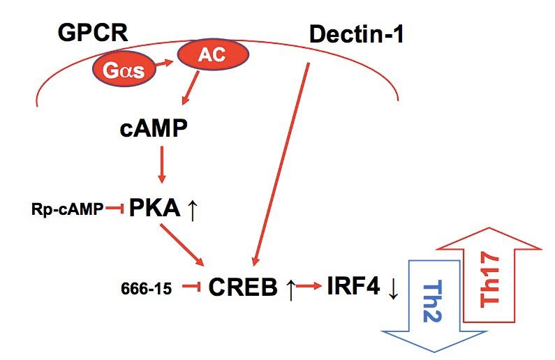 https://cdn.ncbi.nlm.nih.gov/pmc/blobs/0c7a/7000221/f63ccc3a7e6f/elife-49416-resp-fig3.jpg