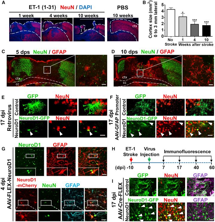 https://cdn.ncbi.nlm.nih.gov/pmc/blobs/0c7c/6952185/2470bfe51f7e/gr1.jpg