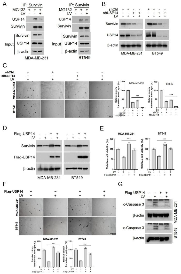 https://cdn.ncbi.nlm.nih.gov/pmc/blobs/0c7e/12154129/f2a7aaf19459/cells-14-00816-g004.jpg