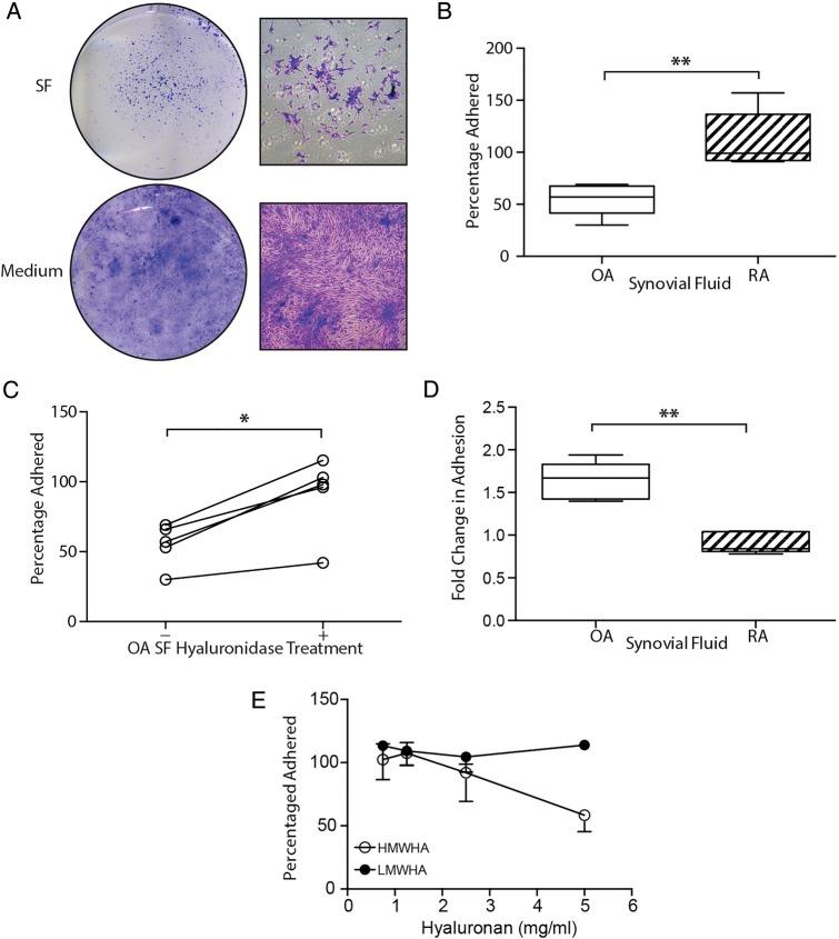 https://cdn.ncbi.nlm.nih.gov/pmc/blobs/0c81/4853581/aded178ea361/annrheumdis-2014-206847f01.jpg