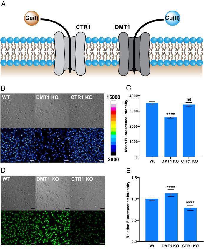 https://cdn.ncbi.nlm.nih.gov/pmc/blobs/0c81/9621372/256a4132ede8/pnas.2202736119fig02.jpg