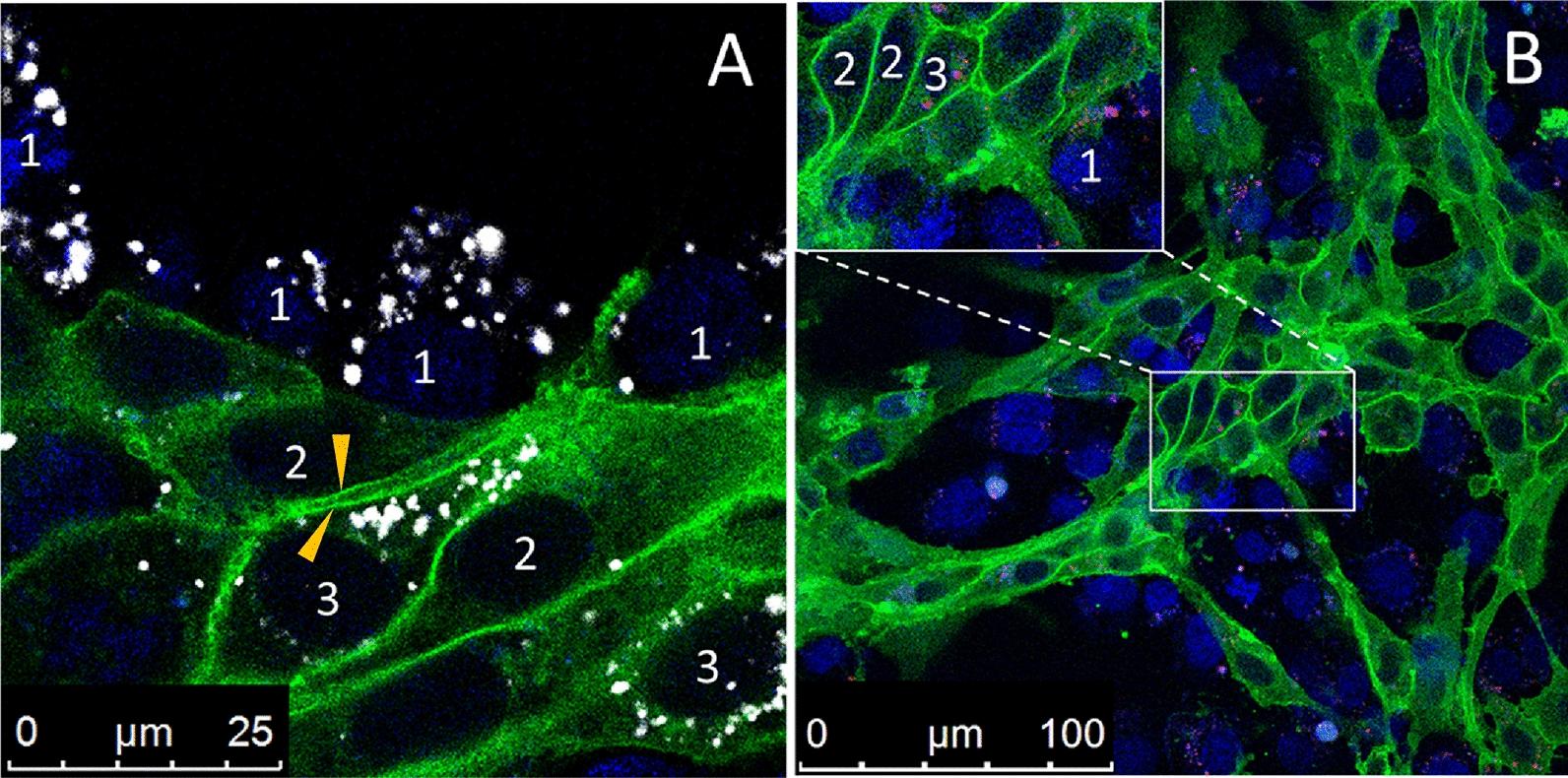 https://cdn.ncbi.nlm.nih.gov/pmc/blobs/0c82/8330100/742af2cb0f34/12987_2021_266_Fig9_HTML.jpg