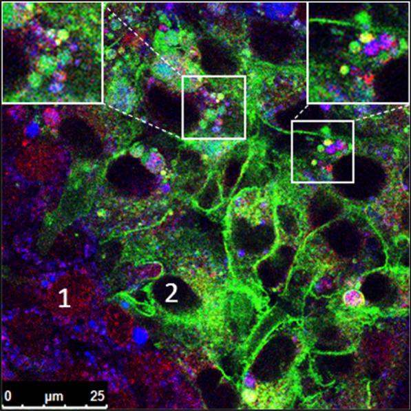 https://cdn.ncbi.nlm.nih.gov/pmc/blobs/0c82/8330100/8646de6eaedf/12987_2021_266_Fig8_HTML.jpg