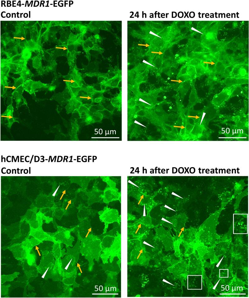 https://cdn.ncbi.nlm.nih.gov/pmc/blobs/0c82/8330100/b8cff1e046c0/12987_2021_266_Fig11_HTML.jpg
