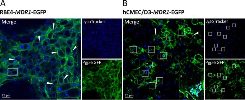 https://cdn.ncbi.nlm.nih.gov/pmc/blobs/0c82/8330100/f2a7febe1277/12987_2021_266_Fig1_HTML.jpg