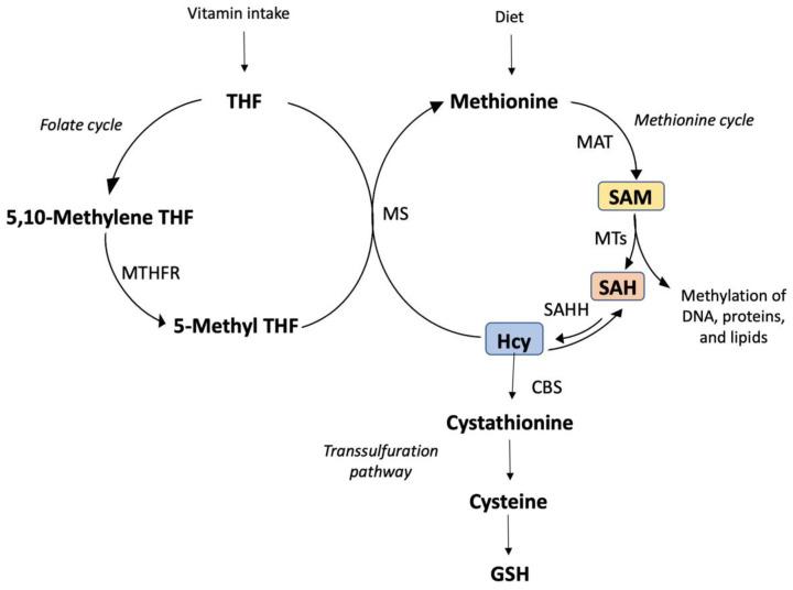 https://cdn.ncbi.nlm.nih.gov/pmc/blobs/0c82/8945215/32ee6c201648/antioxidants-11-00564-g003.jpg
