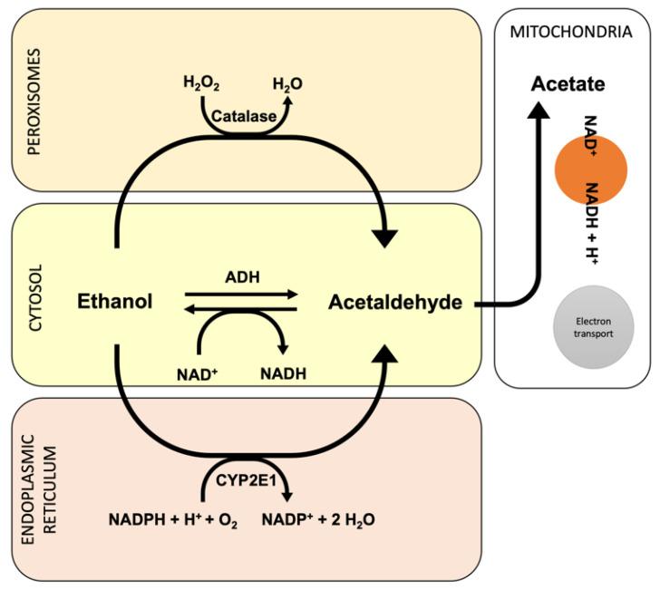 https://cdn.ncbi.nlm.nih.gov/pmc/blobs/0c82/8945215/d7956a735444/antioxidants-11-00564-g002.jpg