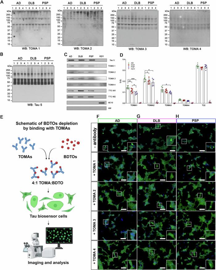 https://cdn.ncbi.nlm.nih.gov/pmc/blobs/0c83/11733013/1334762e2471/42003_2025_7499_Fig4_HTML.jpg