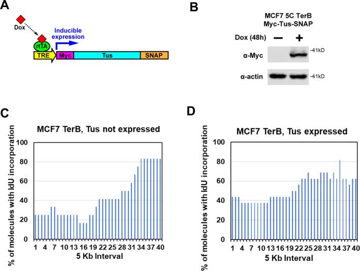 https://cdn.ncbi.nlm.nih.gov/pmc/blobs/0c89/10468204/11848e5ad7d4/elife-87357-fig2-figsupp1.jpg