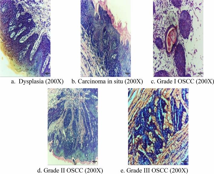 https://cdn.ncbi.nlm.nih.gov/pmc/blobs/0c8d/10368636/4644ad0e3979/41598_2023_38230_Fig5_HTML.jpg