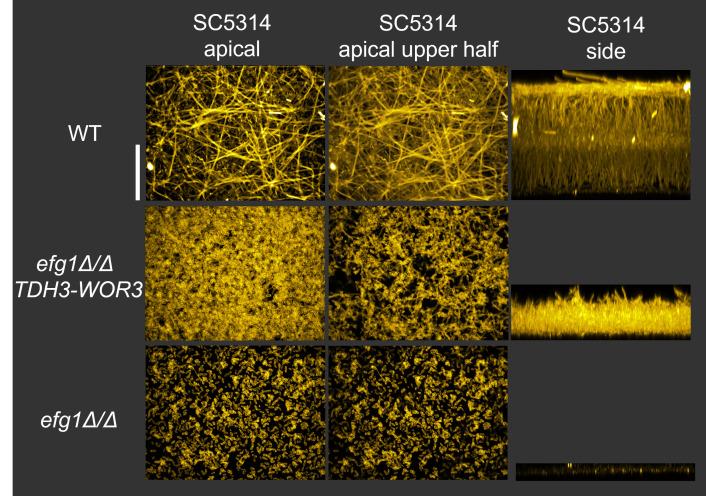 https://cdn.ncbi.nlm.nih.gov/pmc/blobs/0c8d/9901766/1894395a9e58/ppat.1011109.g007.jpg