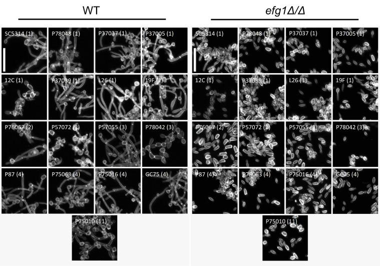 https://cdn.ncbi.nlm.nih.gov/pmc/blobs/0c8d/9901766/4ecd7a997a69/ppat.1011109.g001.jpg