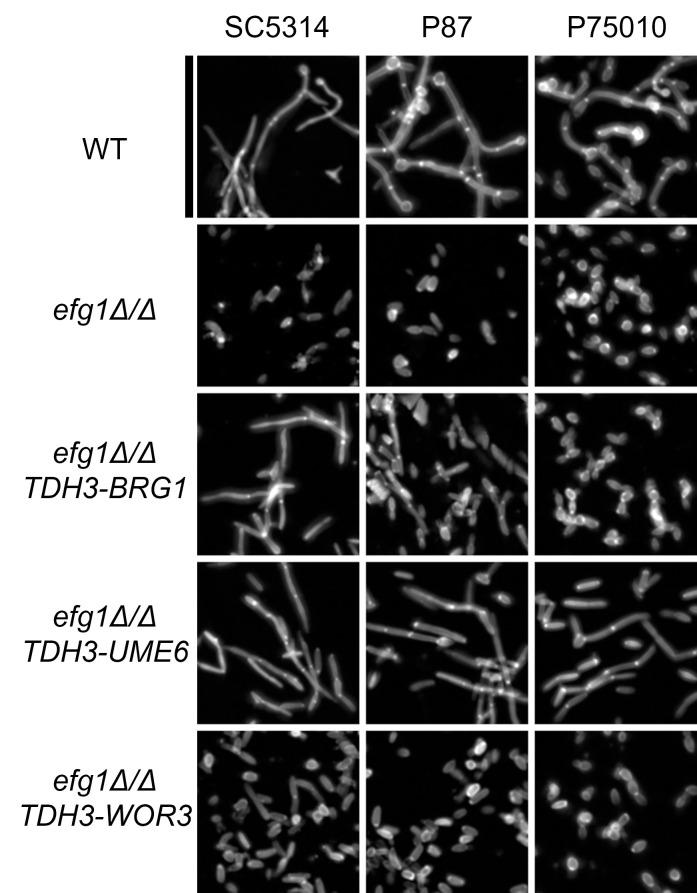 https://cdn.ncbi.nlm.nih.gov/pmc/blobs/0c8d/9901766/7a5c437d5a1d/ppat.1011109.g005.jpg