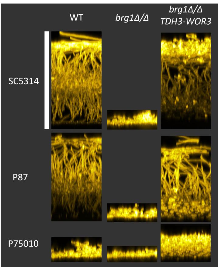 https://cdn.ncbi.nlm.nih.gov/pmc/blobs/0c8d/9901766/fd99d7747bee/ppat.1011109.g009.jpg