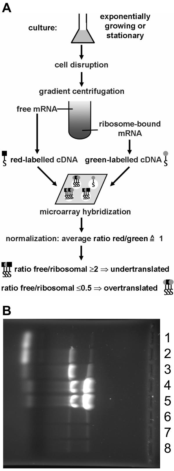 https://cdn.ncbi.nlm.nih.gov/pmc/blobs/0c90/3225822/cddd70213320/1471-2164-8-415-1.jpg