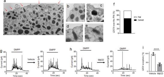 https://cdn.ncbi.nlm.nih.gov/pmc/blobs/0c93/10214243/26744a560711/ADVS-10-2206823-g007.jpg