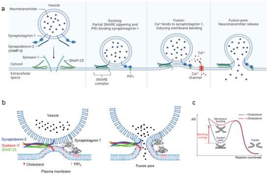 https://cdn.ncbi.nlm.nih.gov/pmc/blobs/0c93/10214243/3ae79344ab8f/ADVS-10-2206823-g004.jpg