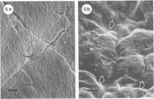 https://cdn.ncbi.nlm.nih.gov/pmc/blobs/0c94/291536/ff7253a025eb/aem00237-0148-a.jpg