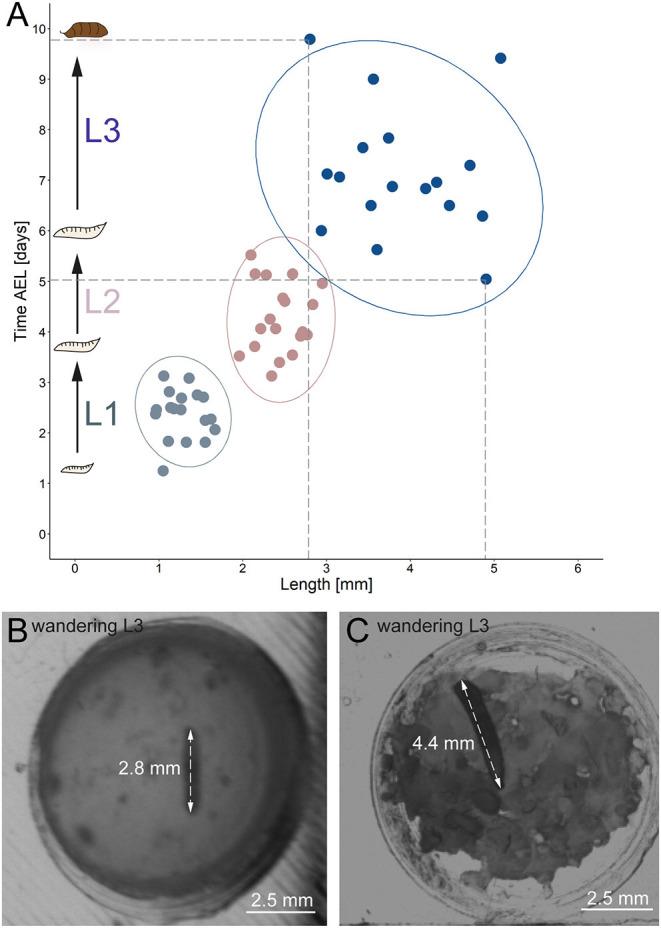 https://cdn.ncbi.nlm.nih.gov/pmc/blobs/0c96/7772430/71917233e1c0/fnbeh-14-612313-g0006.jpg