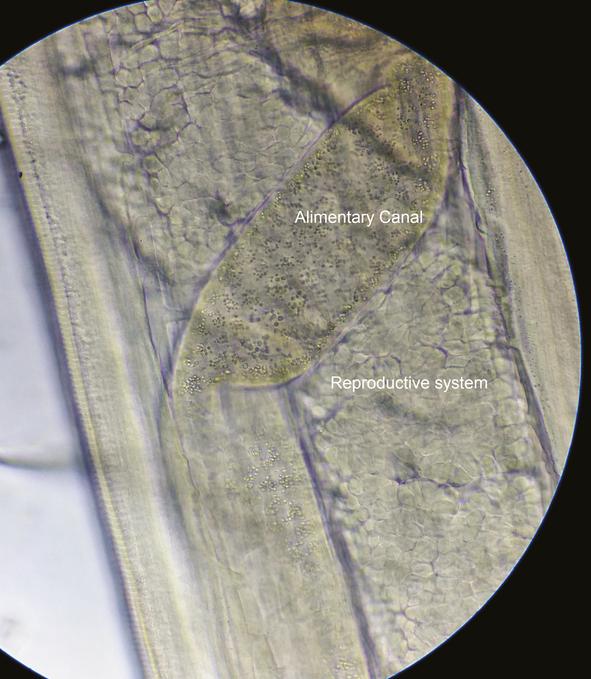 https://cdn.ncbi.nlm.nih.gov/pmc/blobs/0c9c/6189630/1149738e7fb7/ofy23706.jpg