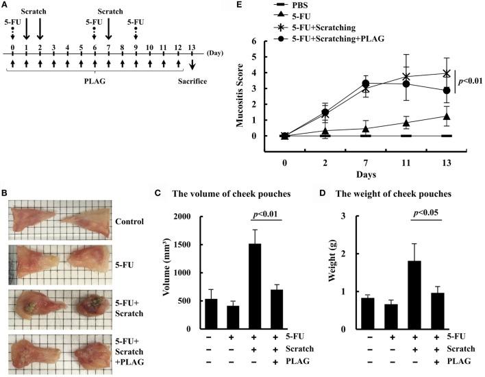 https://cdn.ncbi.nlm.nih.gov/pmc/blobs/0c9f/5065982/4d050c29952b/fonc-06-00209-g001.jpg