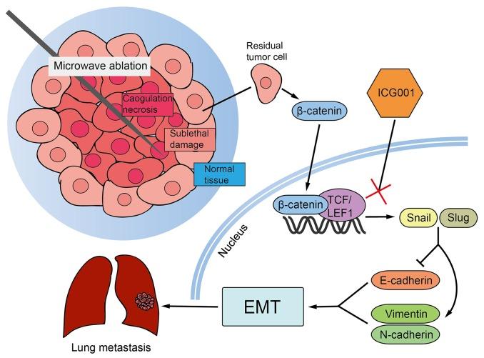 https://cdn.ncbi.nlm.nih.gov/pmc/blobs/0ca3/5777756/2aba6b5addff/oncotarget-08-115089-g008.jpg