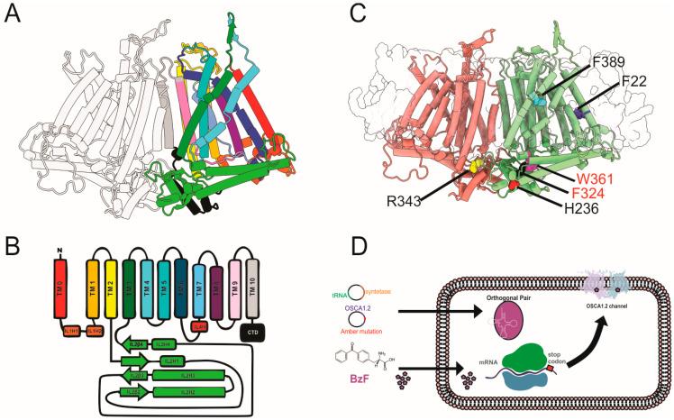 https://cdn.ncbi.nlm.nih.gov/pmc/blobs/0cae/12346119/be6849f5f41d/ijms-26-07121-g001.jpg