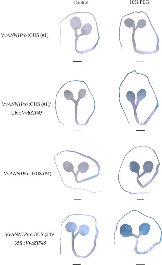 https://cdn.ncbi.nlm.nih.gov/pmc/blobs/0cae/9947540/ca59203d16a0/fpls-14-1128002-g006.jpg