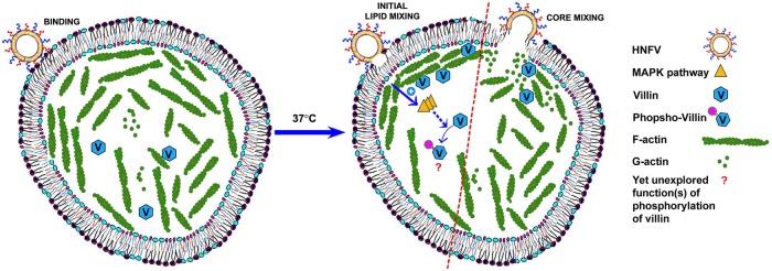 https://cdn.ncbi.nlm.nih.gov/pmc/blobs/0cb1/5739296/56ded0664e31/3801fig7.jpg