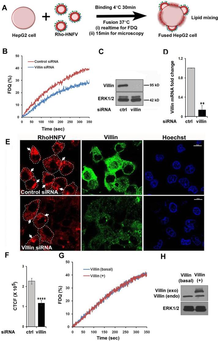 https://cdn.ncbi.nlm.nih.gov/pmc/blobs/0cb1/5739296/fad6fc8cde5f/3801fig2.jpg
