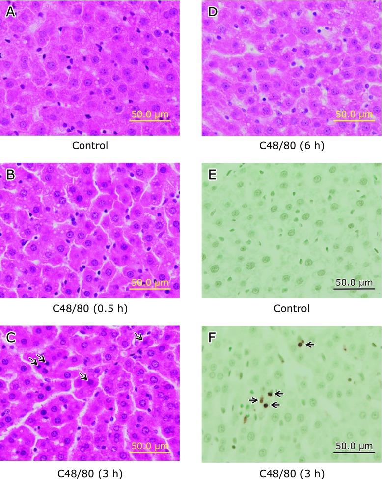https://cdn.ncbi.nlm.nih.gov/pmc/blobs/0cb2/5453024/1d2d8afb90c0/jcbn16-89f02.jpg