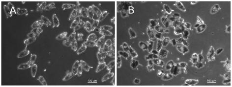https://cdn.ncbi.nlm.nih.gov/pmc/blobs/0cb4/3232217/7b151f1d19b0/pntd.0001425.g004.jpg