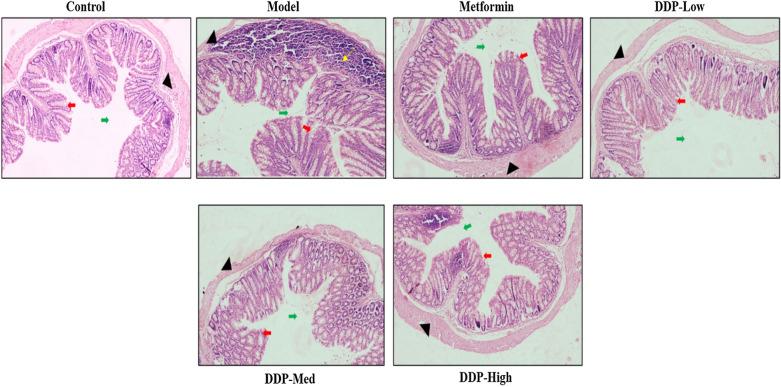 https://cdn.ncbi.nlm.nih.gov/pmc/blobs/0cb4/9482207/8f357a3331a0/13099_2022_512_Fig9_HTML.jpg