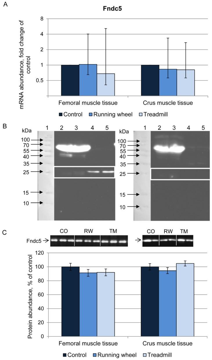 https://cdn.ncbi.nlm.nih.gov/pmc/blobs/0cb5/3957089/32af92c76e57/ijbsv10p0338g003.jpg
