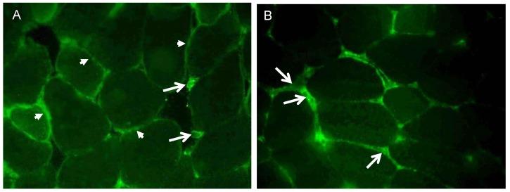https://cdn.ncbi.nlm.nih.gov/pmc/blobs/0cb5/3957089/5a4e2d0ffec6/ijbsv10p0338g004.jpg