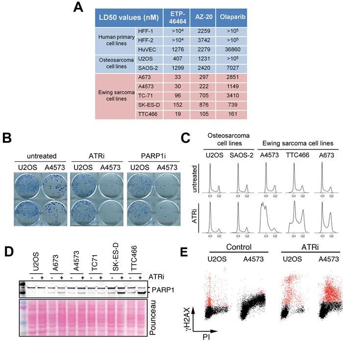 https://cdn.ncbi.nlm.nih.gov/pmc/blobs/0cb6/5312273/12620f378192/oncotarget-07-58759-g002.jpg