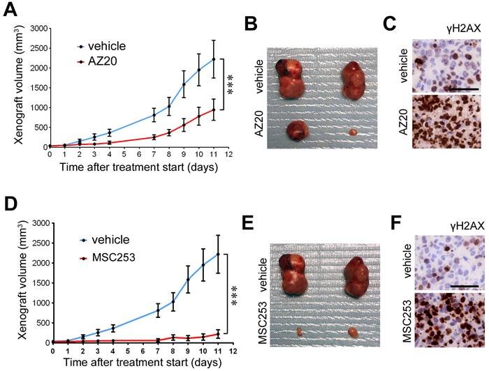 https://cdn.ncbi.nlm.nih.gov/pmc/blobs/0cb6/5312273/c2b9d8a751ee/oncotarget-07-58759-g004.jpg