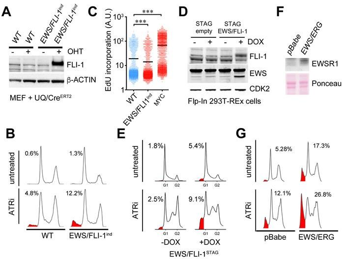 https://cdn.ncbi.nlm.nih.gov/pmc/blobs/0cb6/5312273/d14ec4126661/oncotarget-07-58759-g003.jpg