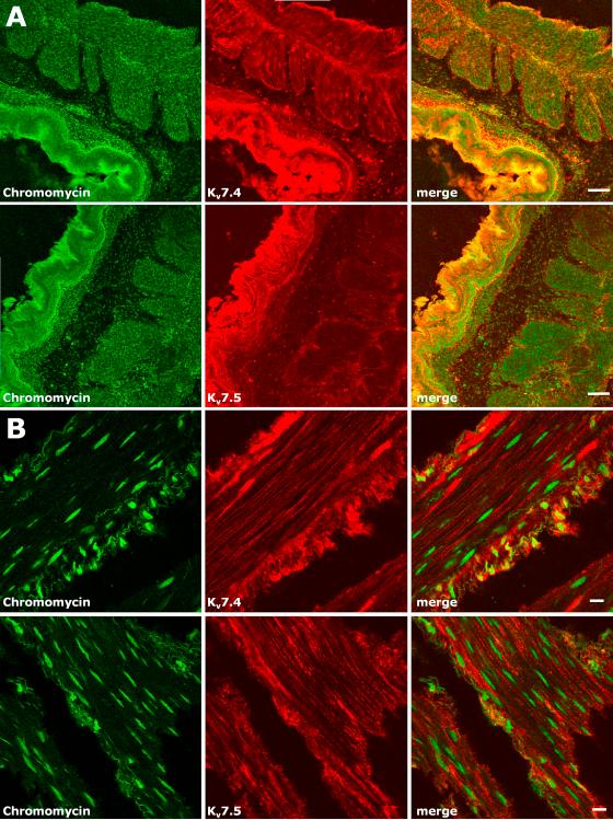 https://cdn.ncbi.nlm.nih.gov/pmc/blobs/0cb7/3178758/039b1f356a8e/gr7.jpg