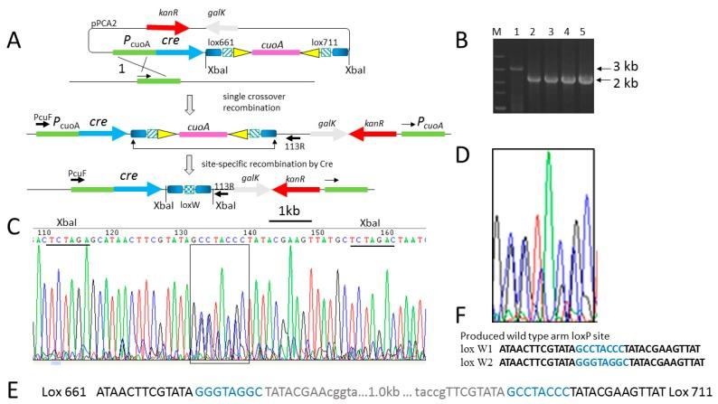https://cdn.ncbi.nlm.nih.gov/pmc/blobs/0cb7/6316027/206dc5148f75/biomolecules-08-00137-g001.jpg