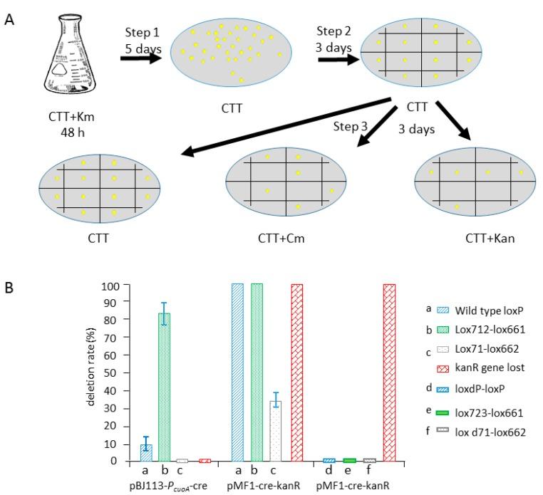 https://cdn.ncbi.nlm.nih.gov/pmc/blobs/0cb7/6316027/ba7031502b9e/biomolecules-08-00137-g005.jpg