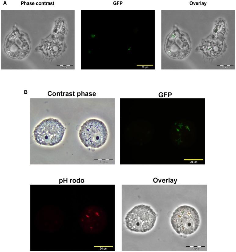 https://cdn.ncbi.nlm.nih.gov/pmc/blobs/0cba/5811464/7e3e6302377b/fcimb-08-00028-g0002.jpg