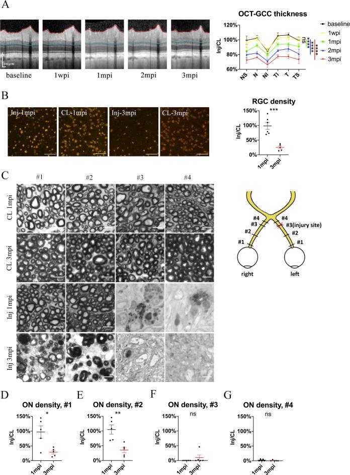 https://cdn.ncbi.nlm.nih.gov/pmc/blobs/0cbd/9068221/759e87db80f6/elife-75070-fig3.jpg