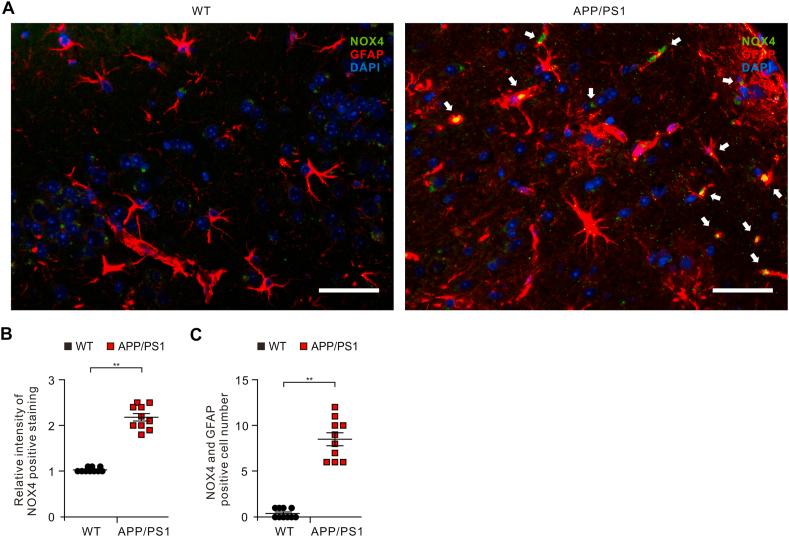 https://cdn.ncbi.nlm.nih.gov/pmc/blobs/0cc0/8027773/9fc31c7b4763/gr3.jpg