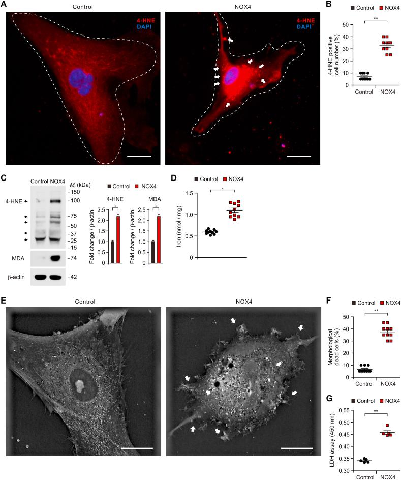 https://cdn.ncbi.nlm.nih.gov/pmc/blobs/0cc0/8027773/cfb66e60a035/gr7.jpg
