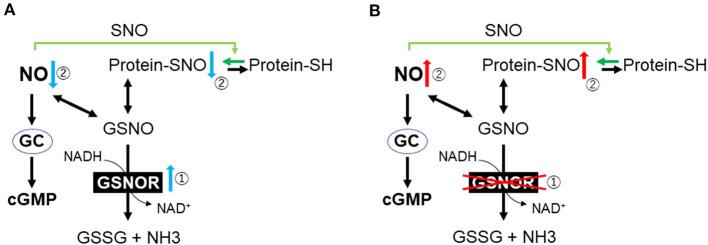 https://cdn.ncbi.nlm.nih.gov/pmc/blobs/0cc3/7873953/727ba4620e56/fmed-07-586229-g0002.jpg