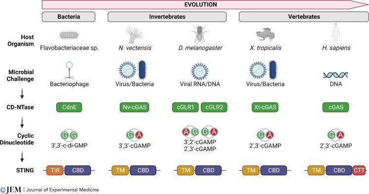 https://cdn.ncbi.nlm.nih.gov/pmc/blobs/0cc7/9930166/40f1ed617c08/JEM_20220990_Fig1.jpg
